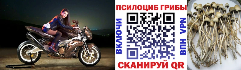 Купить где  Владикавказ  Галлюциногенные грибы мухоморы 